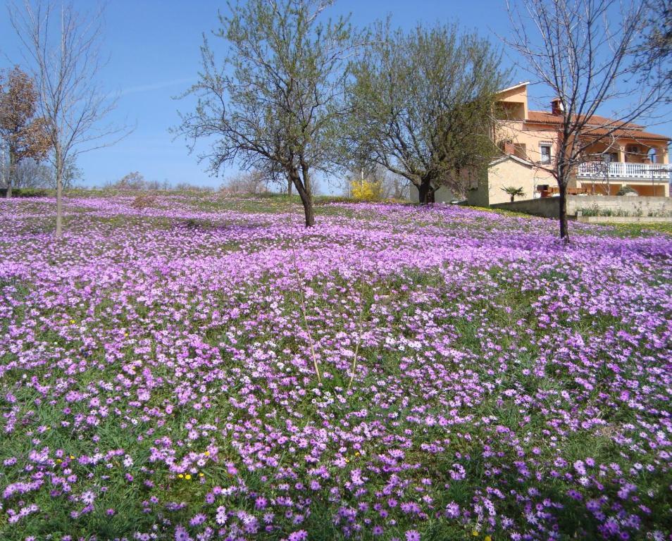 Apartments Alice Green Oasis - Poreč Oda fotoğraf